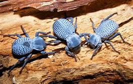 Beetles Blue 2, Cal Zoo photo archive