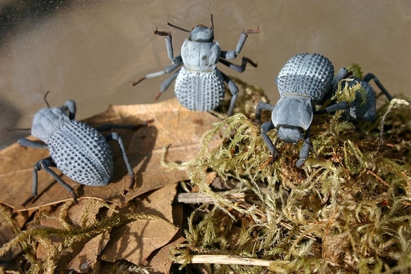 Beetles Blue, Cal Zoo photo archive