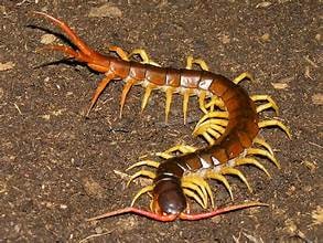 Centipede Vietnam, Cal Zoo photo archive
