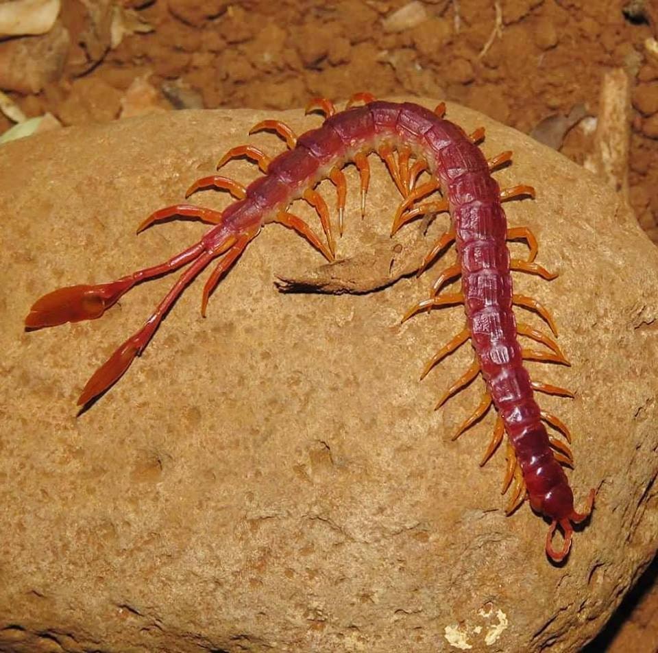 Centipede Feather Tail 2, Cal Zoo photo archive