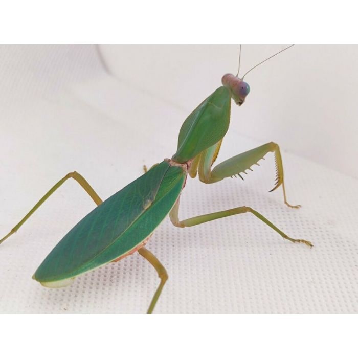 Mantis Giant Shield, Cal Zoo photo archive