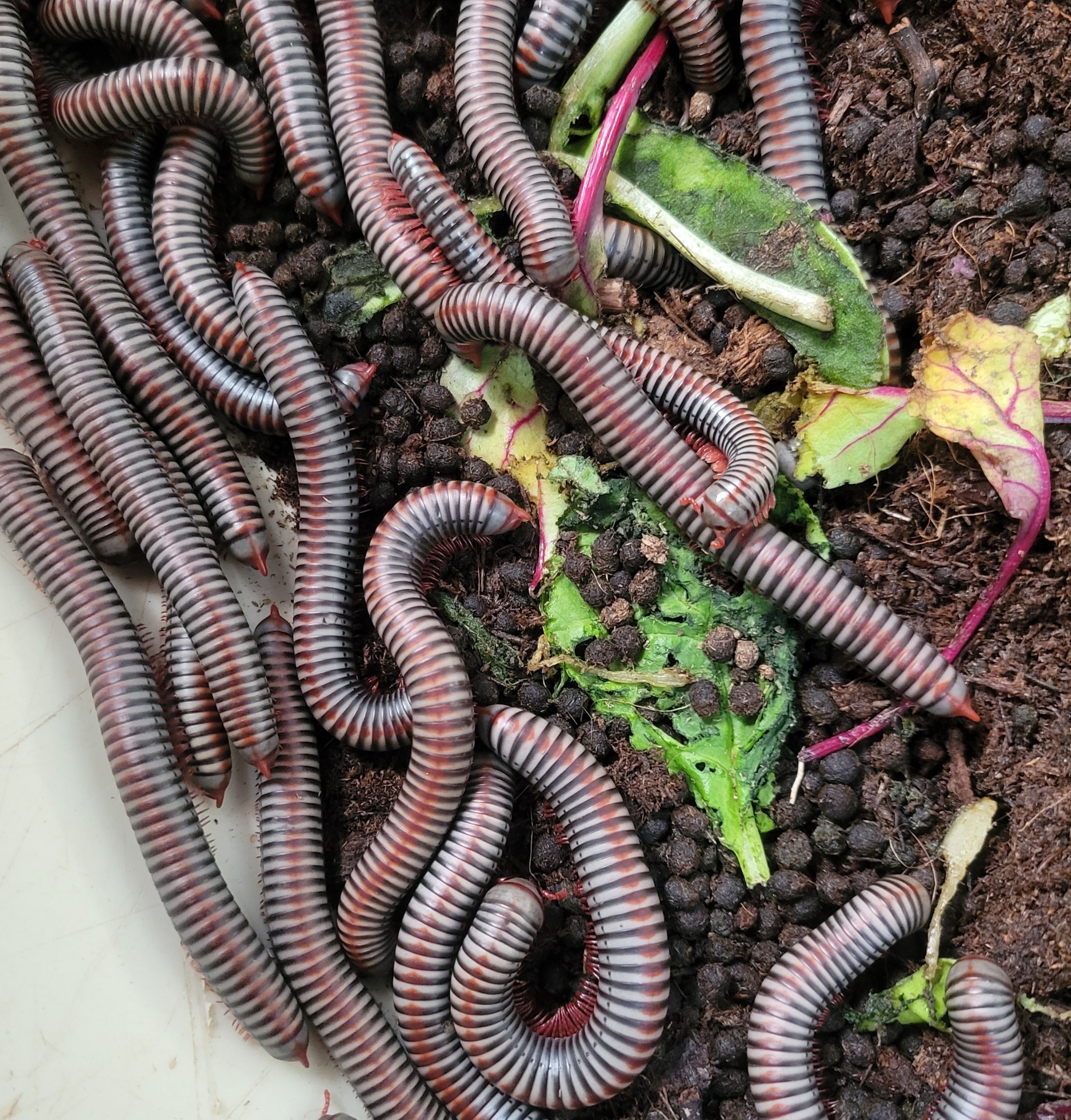 Millipede Rainbow Group, Cal Zoo photo archive