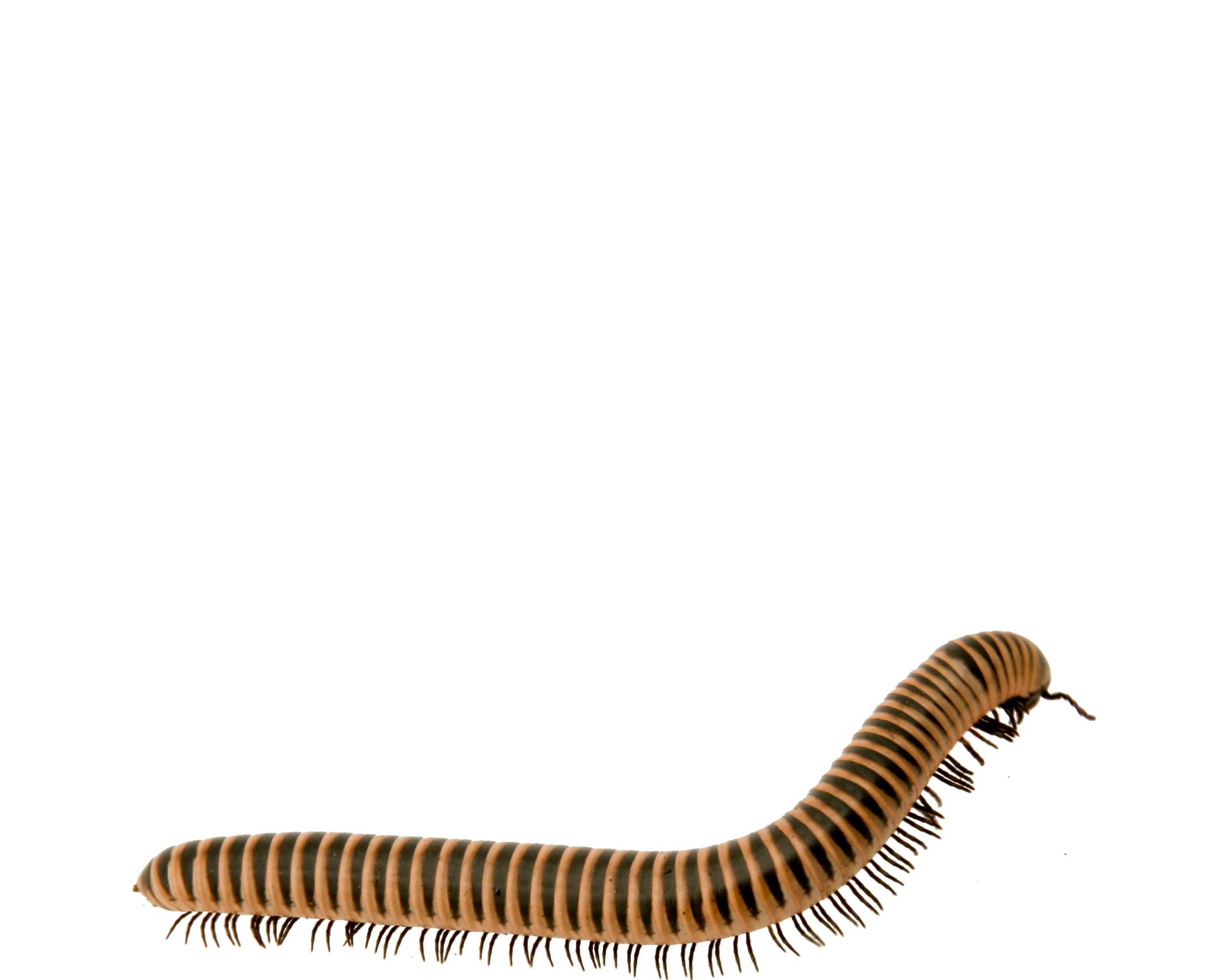 Millipede Usa Asst, Cal Zoo photo archive