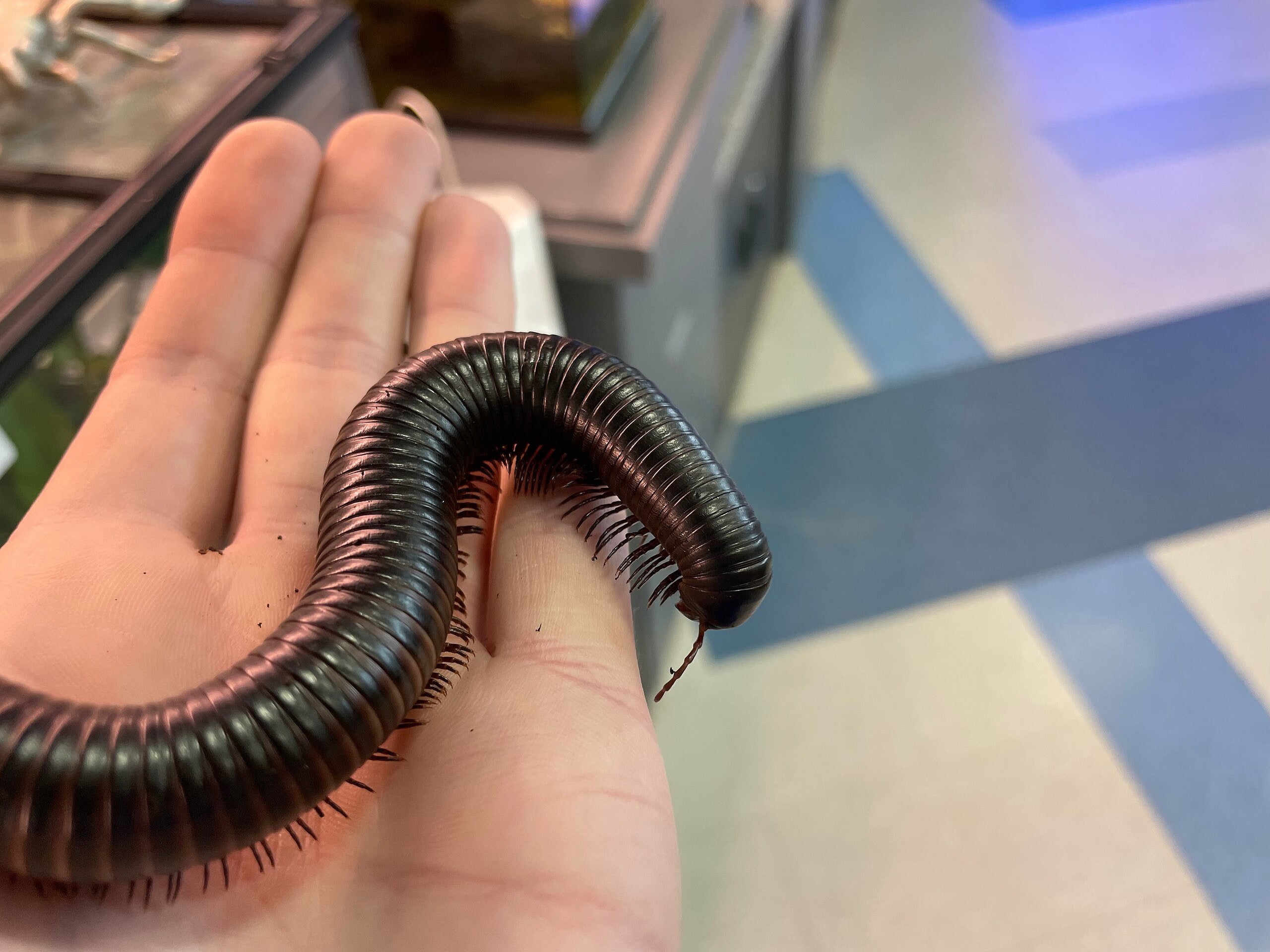 Millipede, Cal Zoo photo archive