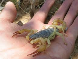 Scorpion Blk Back, Cal Zoo photo archive