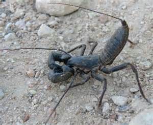 Scorpion Vinegaroon, Cal Zoo photo archive