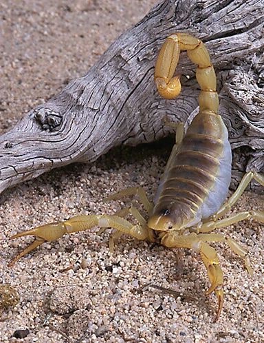 Scorpion DH, Cal Zoo photo archive