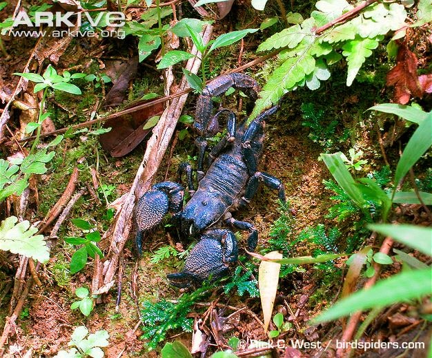 Scorpion Pandinus Dictator Female, Cal Zoo photo archive