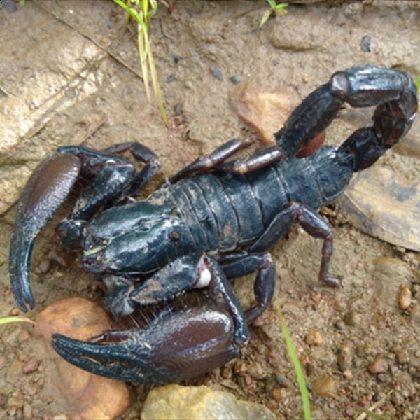 Scorpion Cave Claw, Cal Zoo photo archive