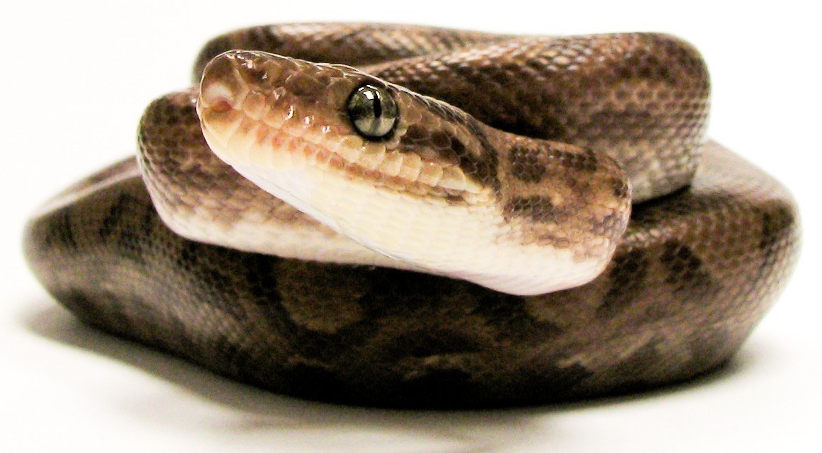 Wholesale reptiles for qualified pet shops