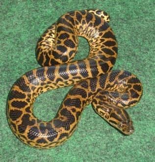 Yellow anaconda, Cal Zoo photo archive