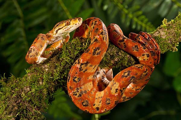 Amazon tree boa, Cal Zoo photo archive