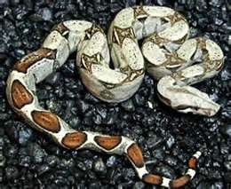 Baby boa, Cal Zoo photo archive