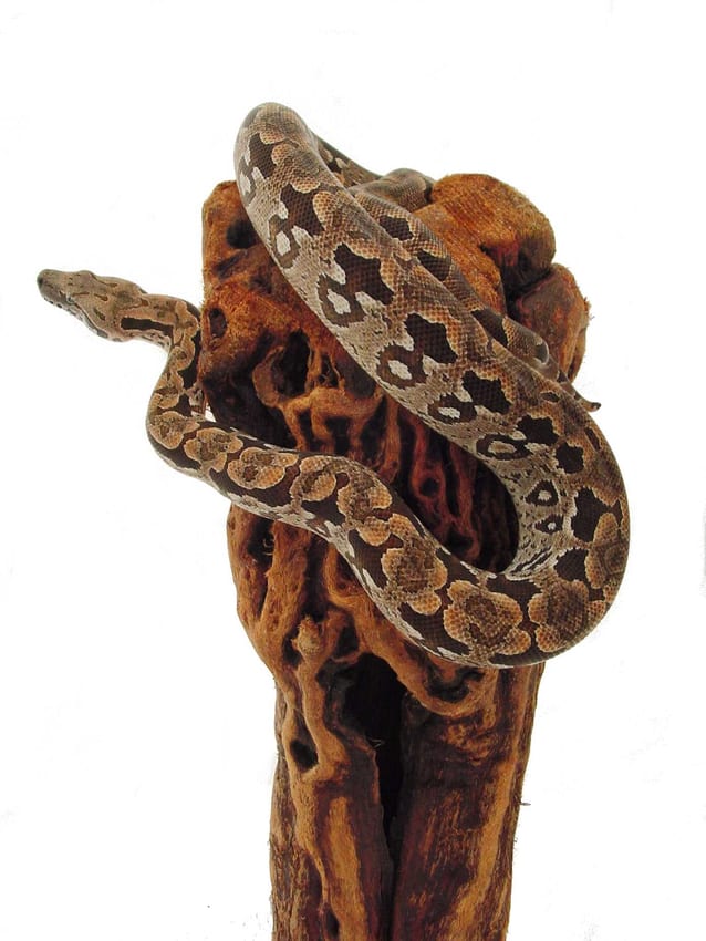Dumeril’s boa, Cal Zoo photo archive