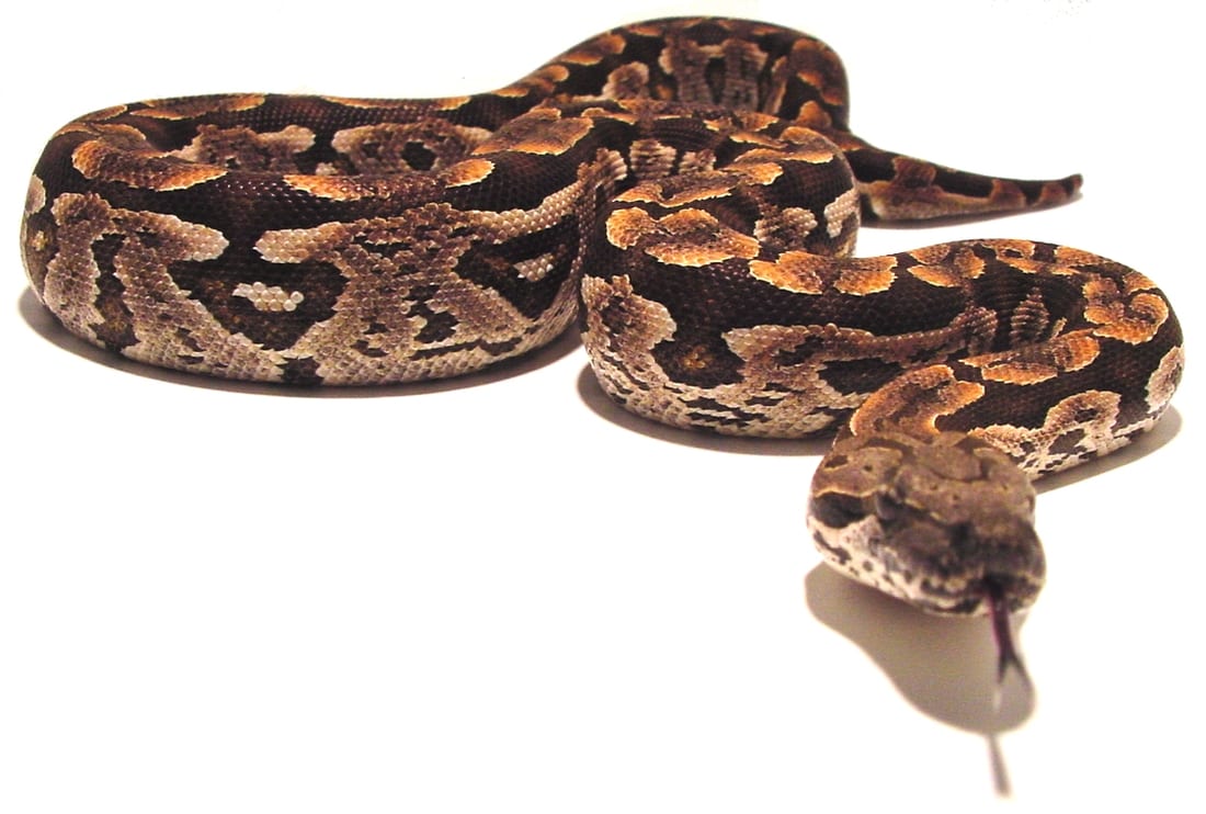 Dumeril’s ground boa, Cal Zoo photo archive