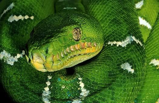 Emerald tree boa, Cal Zoo photo archive