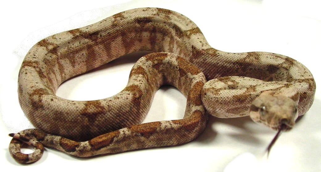 Hog Island boa, Cal Zoo photo archive