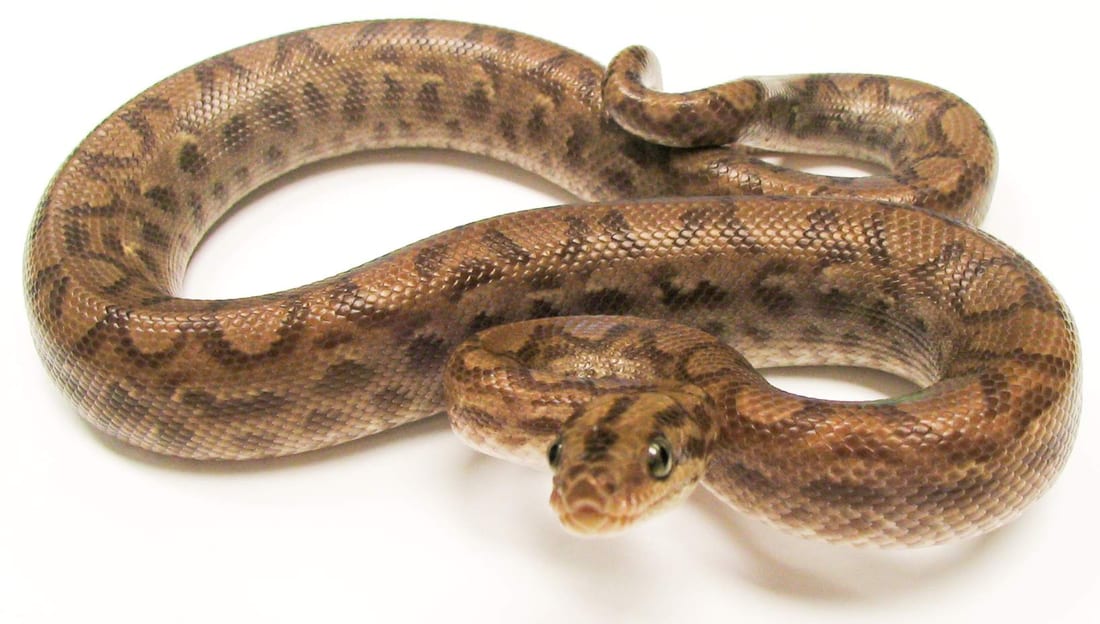 Colombian rainbow boa, Cal Zoo photo archive