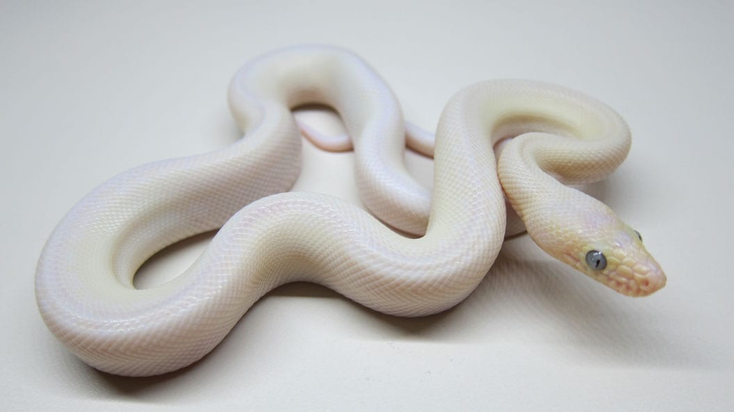 Leucistic rainbow boa, Cal Zoo photo archive