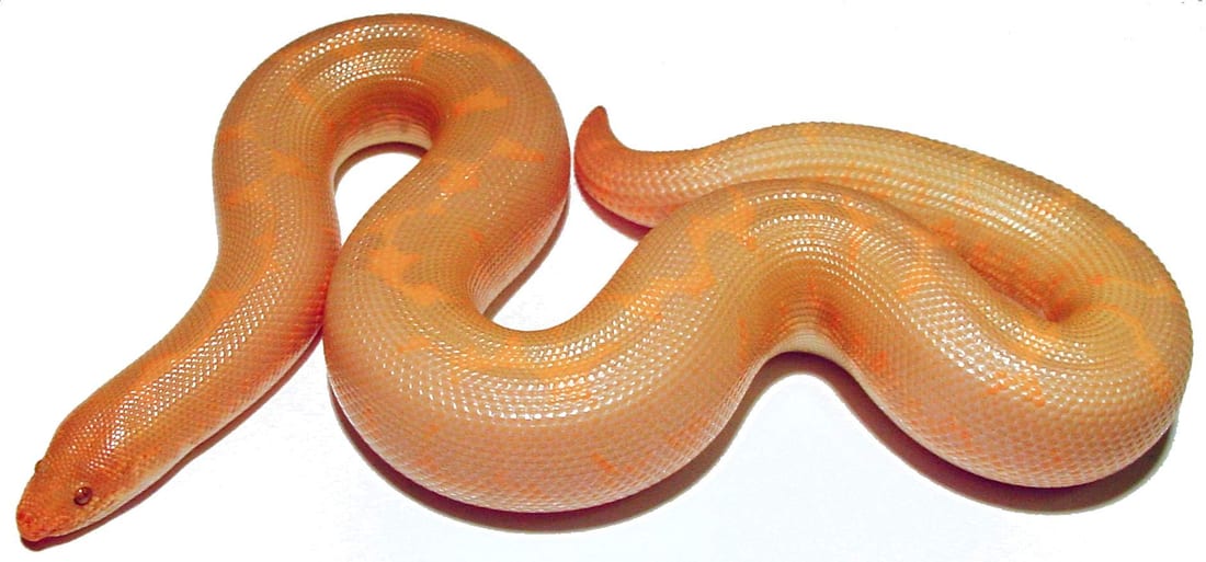 Albino sand boa, Cal Zoo photo archive