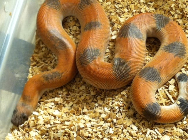 Indian sand boa, Cal Zoo photo archive