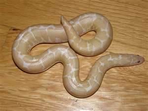 Snow sand boa, Cal Zoo photo archive