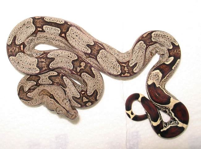 Suriname red-tailed boa, Cal Zoo photo archive