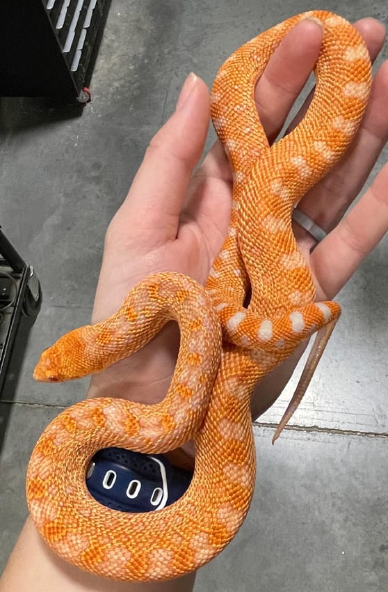 Red albino bullsnake, Cal Zoo photo archive