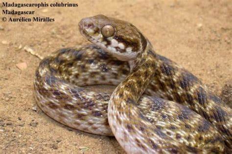 Madagascar cat-eyed snake, Cal Zoo photo archive