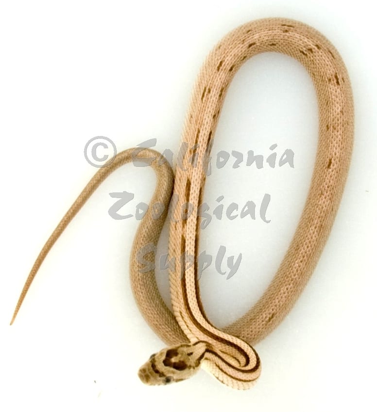 Striped black snake, Cal Zoo photo archive