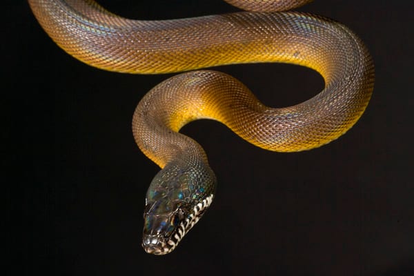 D’Albert’s python, Cal Zoo photo archive