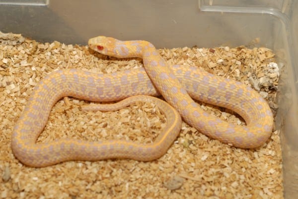 Albino checkered garter snake, Cal Zoo photo archive