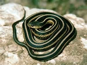 Canadian garter snake, Cal Zoo photo archive