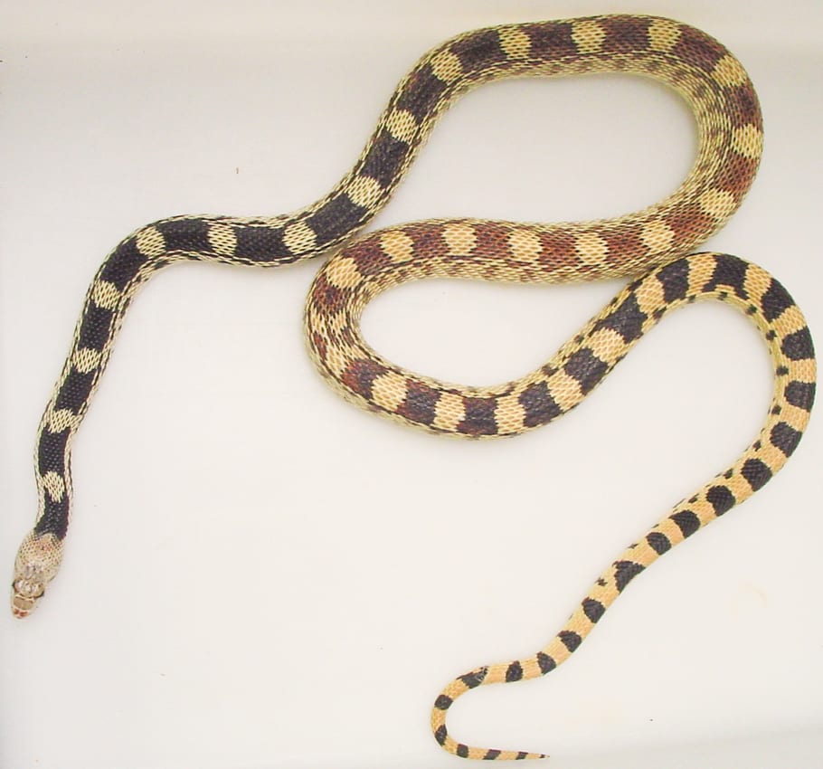 Banded gopher snake, Cal Zoo photo archive