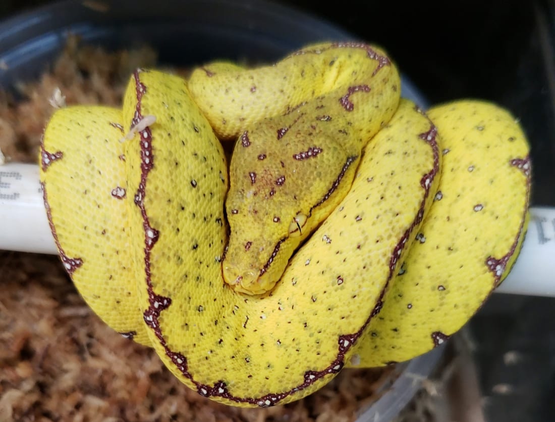 Green tree python 322, Cal Zoo photo archive