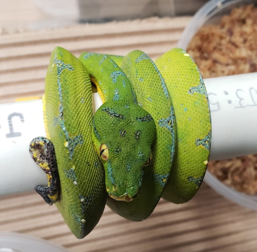 Green tree python 339, Cal Zoo photo archive