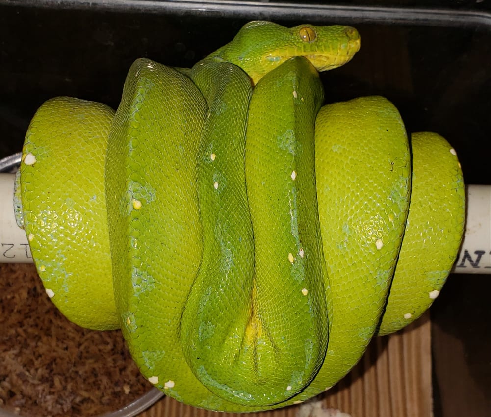 Kofiau Island green tree python, Cal Zoo photo archive