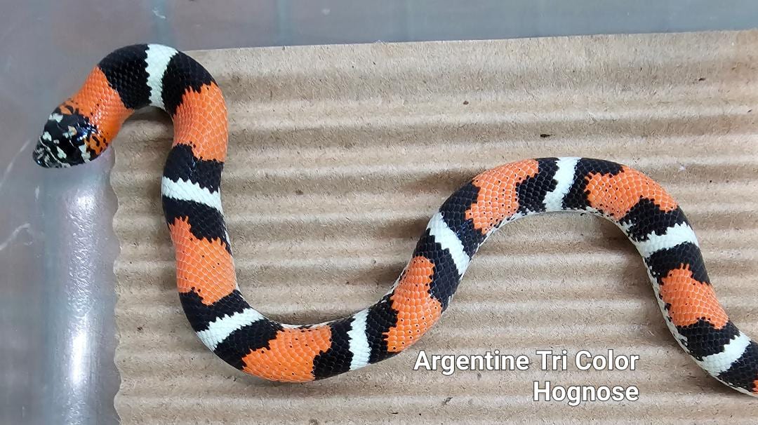Hognose snake, Cal Zoo photo archive