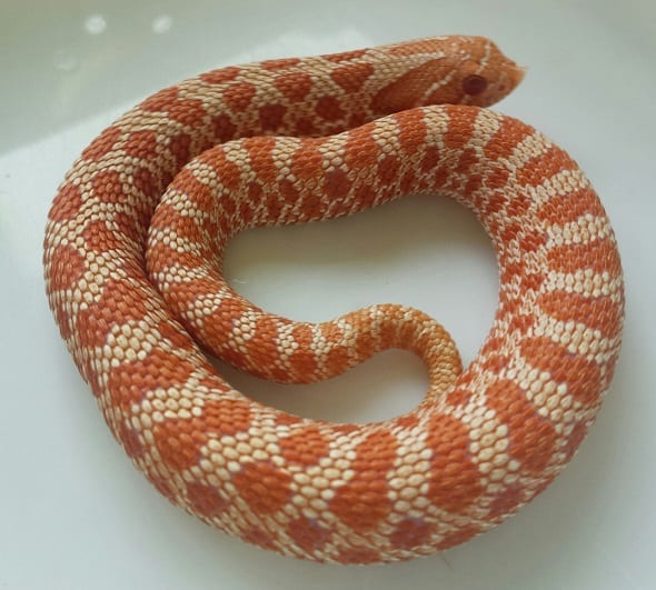 Albino hognose snake, Cal Zoo photo archive