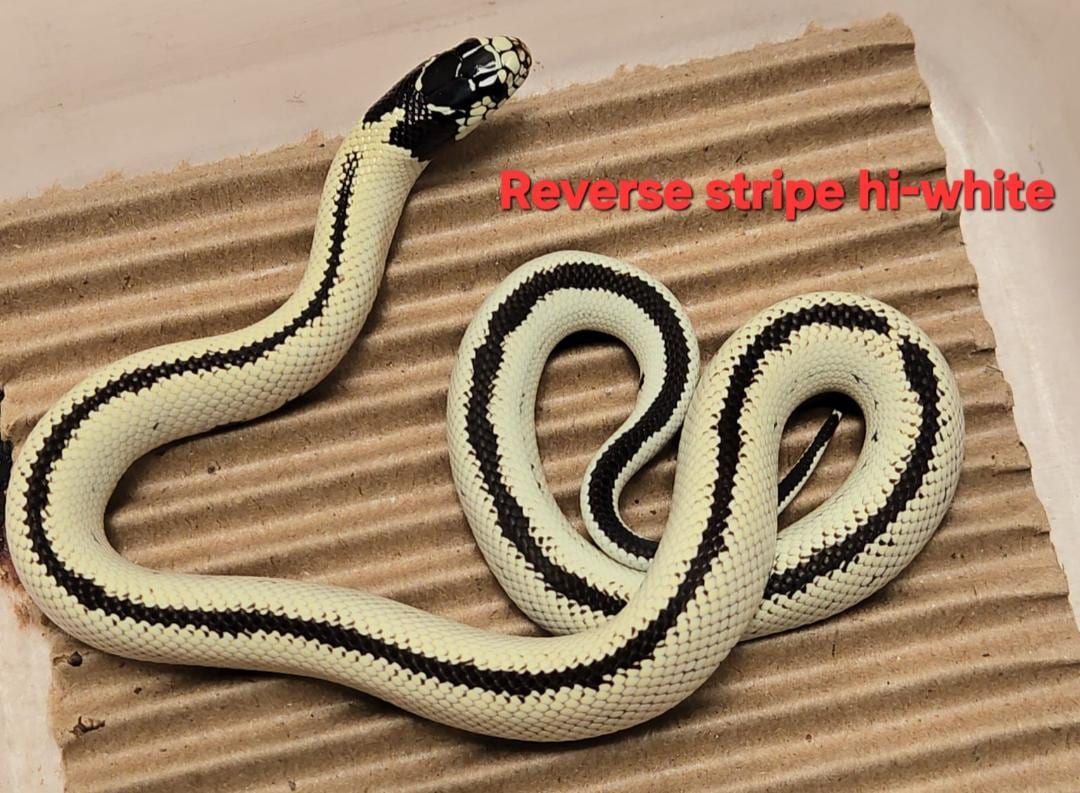 Kingsnake, Cal Zoo photo archive