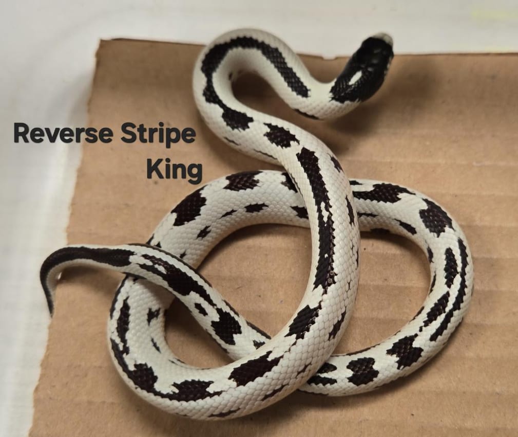 Kingsnake, Cal Zoo photo archive
