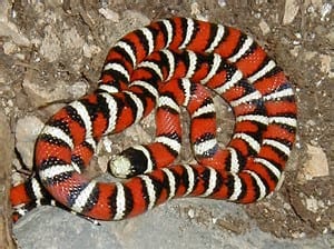 Arizona mountain kingsnake, Cal Zoo photo archive