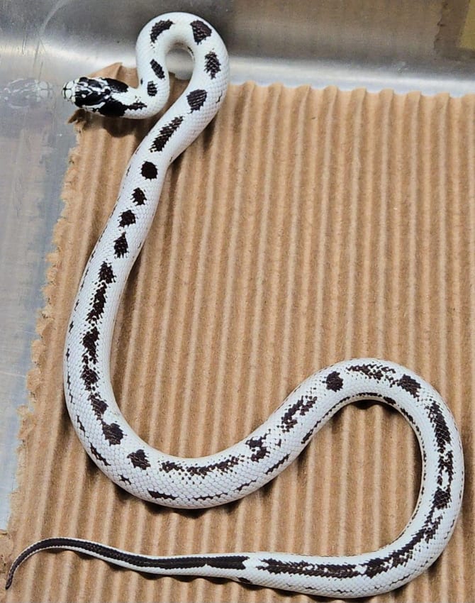 High-white aberrant kingsnake, Cal Zoo photo archive