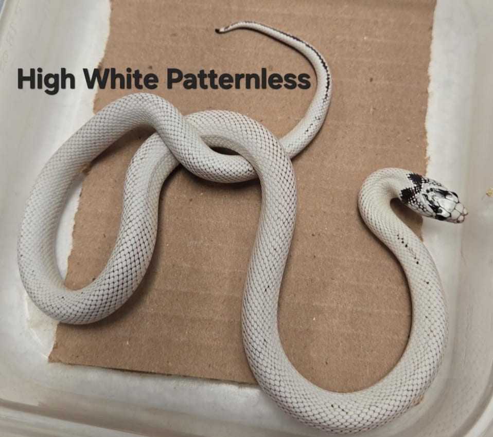 High-white patternless kingsnake, Cal Zoo photo archive