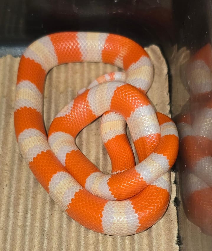Honduran albino tricolor milksnake, Cal Zoo photo archive