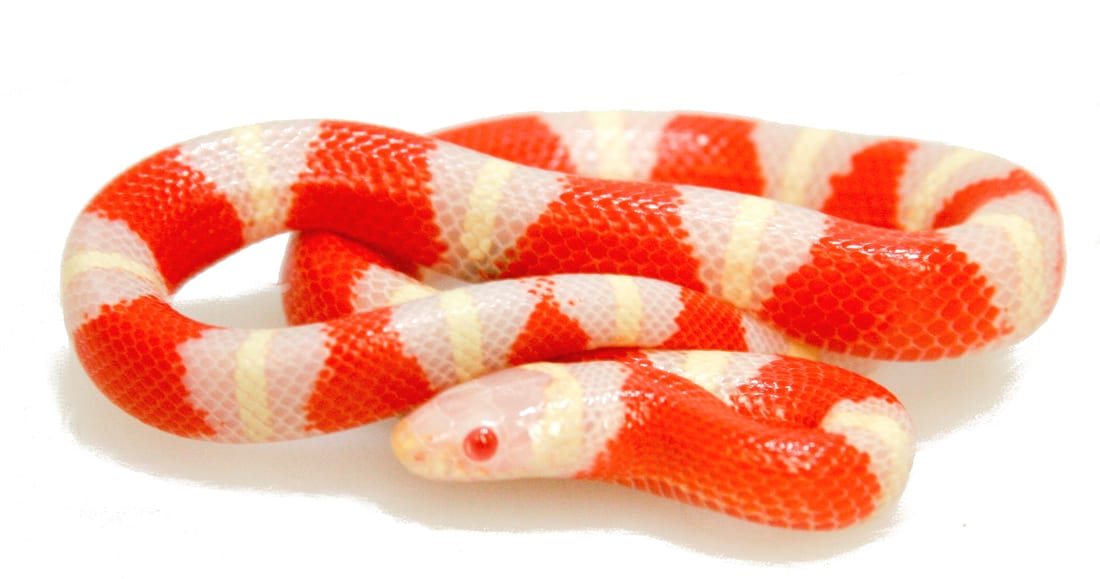 Nelson’s albino milksnake, Cal Zoo photo archive