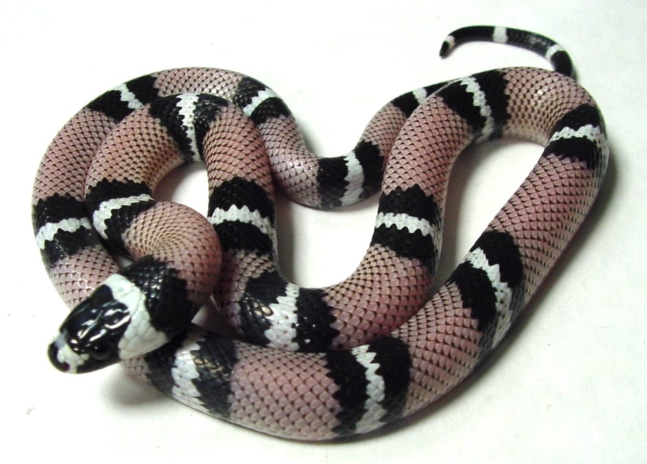Honduran anerythristic milksnake, Cal Zoo photo archive