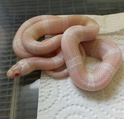 Honduran snow milksnake, Cal Zoo photo archive
