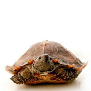 Turtle And Tortoise Photo 1904, Cal Zoo photo archive