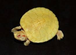 Albino, Cal Zoo photo archive